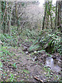 Bridleway near Chudleigh