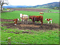 Cows with calfs, Braigiewell