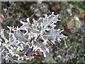 The Holly and The Hoar Frost ....