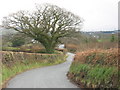 Neatly trimmed hedges on the minor road between Dinas and Rhos Isaf