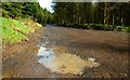 Woodburn forest near Carrickfergus (8)