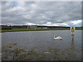 Pond, Auchenharvie Golf Course