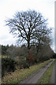 Tree beside Track