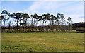 Ridge and Furrow near Hawkhills, Easingwold, Yorkshire