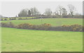 Gorse hedges in the fields of Gadlys Farm