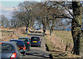 Traffic Hold-up caused by Sheep on the Road