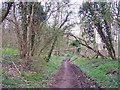 TQ7757 : Footpath through Park Wood by Richard Dorrell