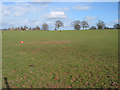 Pasture near Awnells Farm