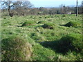 Anthills at Glenberrow