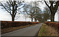 Tree Lined Road