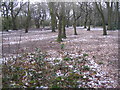 SP3078 : Hearsall Common, Easter 2008 by E Gammie
