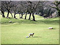 Sheep and  lambs, Cwm Gwaun