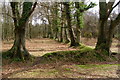 South-west corner of the enclosure on Copythorne Common