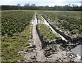 Muscliff: cabbage field