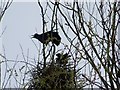 Rooks in the Rookery, Bishopstone