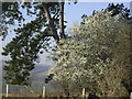 Blossom near Woodford