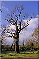 Large Oak Tree, Bramley Road, Enfield