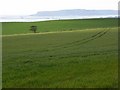 Farmland, Bincombe