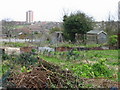 Allotments on St Peter