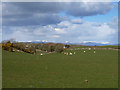 NX4246 : Sheep pasture near Culnoag by David Baird