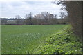 Field east of Fossetts Lane, looking SSE