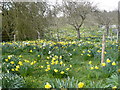 An amazing display of daffodils by The Street on the west side of Doddington