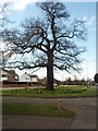 Landmark  Tree, Uppingham Road, Leicester