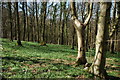 Lady Grove in the Wye Valley