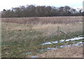 View across fields from Chappel Road to Rectory Wood