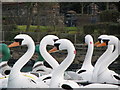 The Pickie swans, Bangor