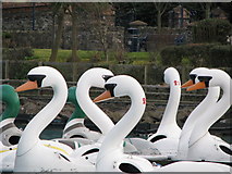 J5082 : The Pickie swans, Bangor by Rossographer