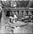 Polar Bears at Chester Zoo taken in 1967