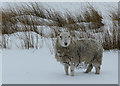 NC5224 : Snowy woolly jumper near Crask by sylvia duckworth