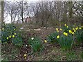 Woodland beside the Forth and Clyde Canal