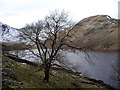 NY4711 : Wintry oak above Haweswater by Tom Pennington