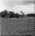 Giraffes at Longleat Safari Park, Wiltshire taken in 1968