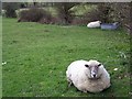 Resting sheep near Sutton Mandeville