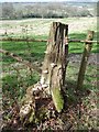 Tree stump and fungus, Cannon Hill Wood