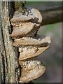 Fungi  (Meripilus giganteus)