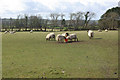 Sheep south of Dihewyd