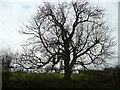 Tree by the caravan site