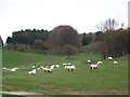 Grazing sheep, Manor Farm, Rockbourne