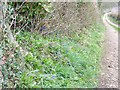 Track side bluebells, Manor Farm