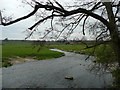 River Wey - downstream