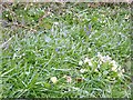 Spring Flowers,  Manor Farm