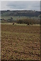 Bredon Hill viewed from Pensham