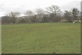 Path across the field to Pont Charlie