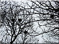 Rooks at Tyddewi/St David