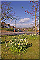 Spring planting, Prince George Avenue, London N14