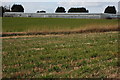 Greenhouses at Pensham